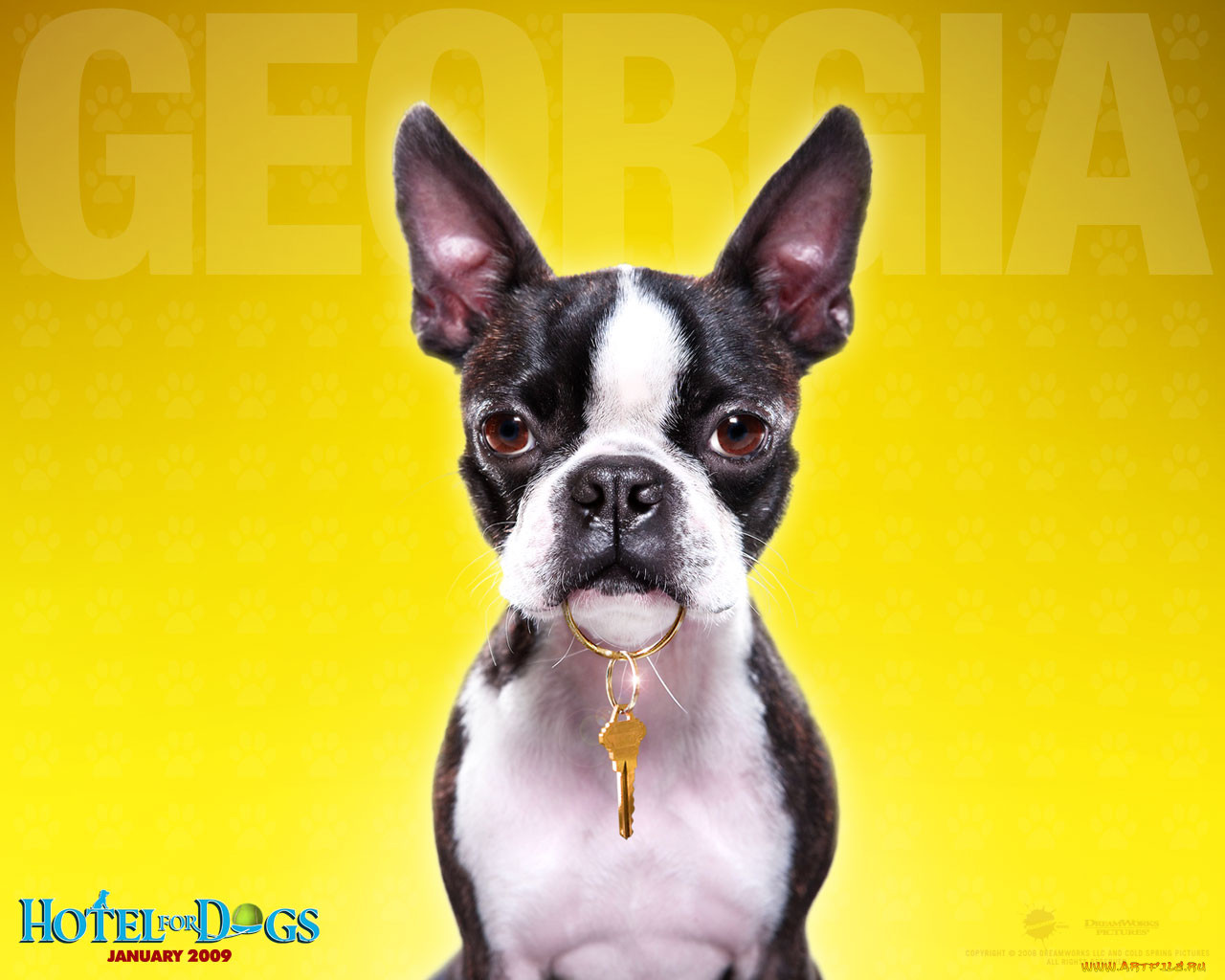 hotel, for, dogs, , 